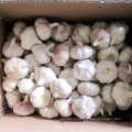 Nouvelle cueillette Fresh Chinese Normal White Garlic